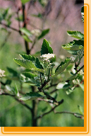 Detail schedische Mehlbeere